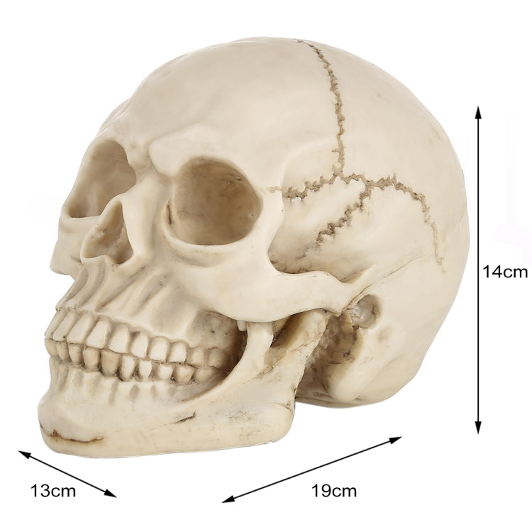 Skull Head Hallowmas Prop Gadget Display, Size: 19(L) x 13(W) x 14cm(H)(White) - Halloween Prop Decorations by PMC Jewellery | Online Shopping South Africa | PMC Jewellery | Buy Now Pay Later Mobicred